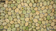 seed