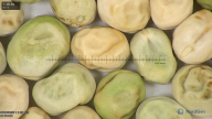column seed