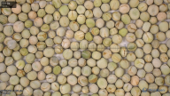 seed