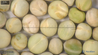 column seed