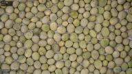 seed