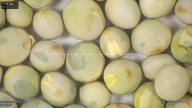 column seed