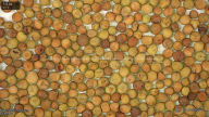 seed