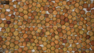 column seed