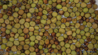 seed