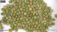 column seed
