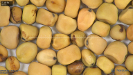column seed