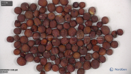 seed