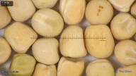 column seed