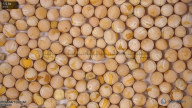 seed
