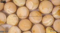 column seed