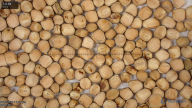 seed