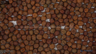seed