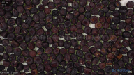 seed