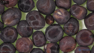 column seed
