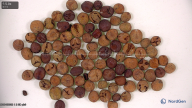 column seed