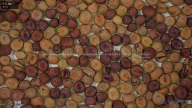 seed