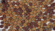 column seed