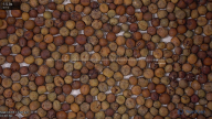 seed