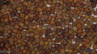seed
