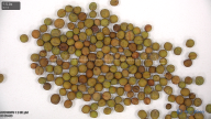seed