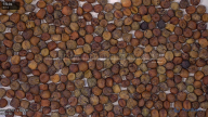 seed