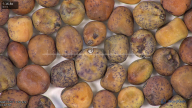 column seed