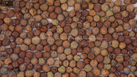 seed