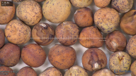 column seed