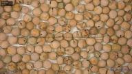 seed
