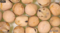 column seed