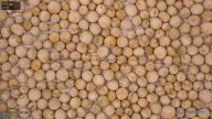 seed