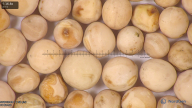 column seed
