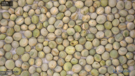 column seed