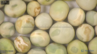 column seed