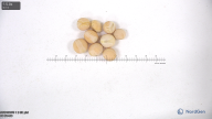 seed