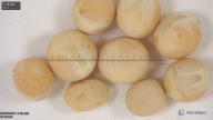 column seed