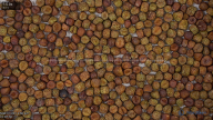 seed