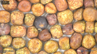 column seed