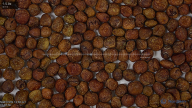 seed