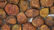 column seed