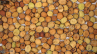 seed