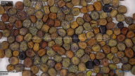 column seed