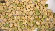 column seed