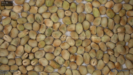 seed