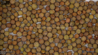 seed