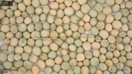 seed