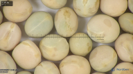 column seed