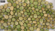 seed