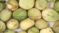 column seed